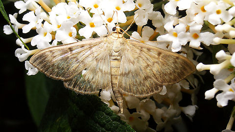 Pleuroptya ruralis, drinking  Crambidae,Jane's garden,Lepidoptera,Moth,Mother of Pearl,Patania ruralis,Pleuroptya,Pleuroptya ruralis,Pyraloidea,Spilomelinae,nl: Parelmoermot