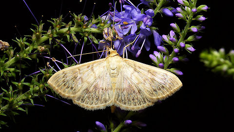 Pleuroptya ruralis at night  Crambidae,Jane's garden,Lepidoptera,Moth,Mother of Pearl,Patania ruralis,Pleuroptya,Pleuroptya ruralis,Pyraloidea,Spilomelinae,nl: Parelmoermot