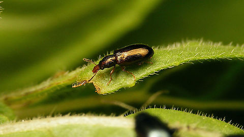 Salpingus planirostris Adding this peculiar species for the garden ... Coleoptera,Jane's garden,Salpingidae,Salpingus,Salpingus planirostris