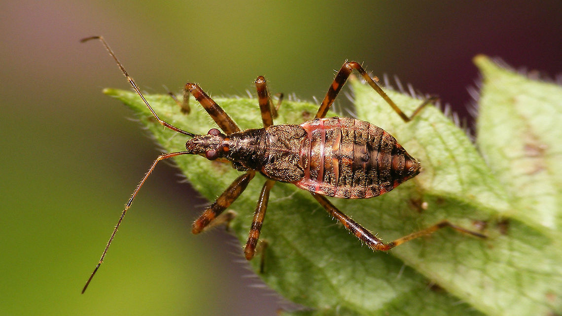 Himacerus apterus - Nymph (5th std.) Oh dear ... I figured I&#039;d just add another nice nymph for this species, but it&#039;s almost entirely empty ... pfff ... let&#039;s see what I have ready for upload ... Cimicoidea,Cimicomorpha,Himacerus,Himacerus apterus,Jane's garden,Nabidae,Nabinae,Nymph,Tree damsel bug,nl: Boomsikkelwants