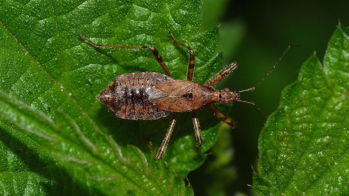 Himacerus apterus - Female  Cimicoidea,Cimicomorpha,Geotagged,Germany,Himacerus,Himacerus apterus,Nabidae,Nabinae,Tree damsel bug,nl: Boomsikkelwants