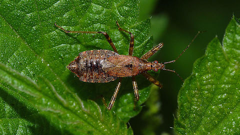 Himacerus apterus - Female  Cimicoidea,Cimicomorpha,Geotagged,Germany,Himacerus,Himacerus apterus,Nabidae,Nabinae,Tree damsel bug,nl: Boomsikkelwants