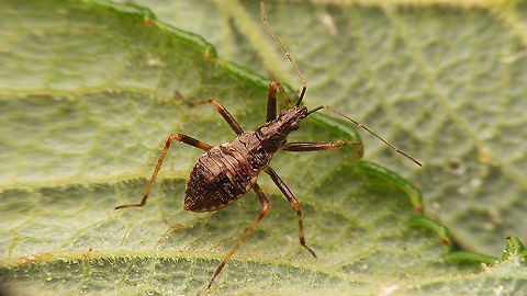 Himacerus apterus - Nymph (4th std.) Early in 4th stadium Cimicoidea,Cimicomorpha,Himacerus,Himacerus apterus,Jane's garden,Nabidae,Nabinae,Nymph,Tree damsel bug,nl: Boomsikkelwants