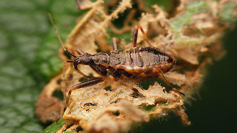 Himacerus apterus - Nymph (4th std.), lateral Toward end of 4th stadium Cimicoidea,Cimicomorpha,Himacerus,Himacerus apterus,Jane's garden,Nabidae,Nabinae,Nymph,Tree damsel bug,nl: Boomsikkelwants
