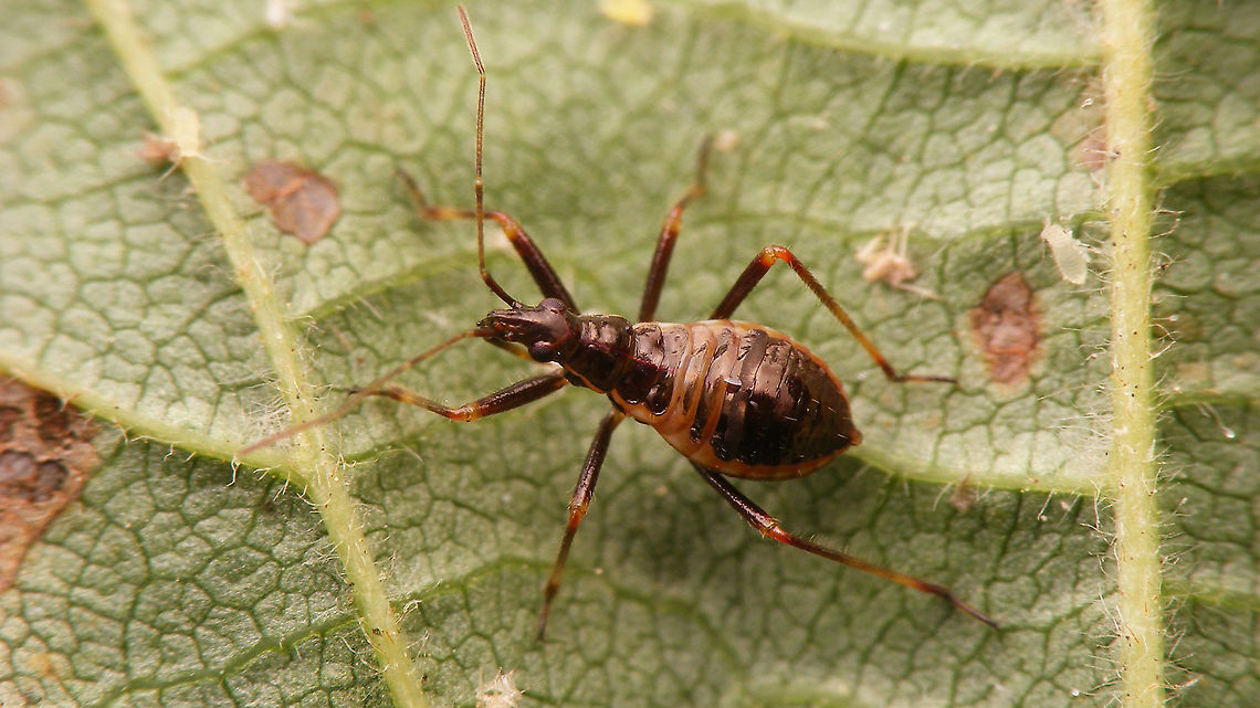 Himacerus apterus - Nymph (3rd std.) Toward end of 3rd stadium Cimicoidea,Cimicomorpha,Himacerus,Himacerus apterus,Jane's garden,Nabidae,Nabinae,Nymph,Tree damsel bug,nl: Boomsikkelwants
