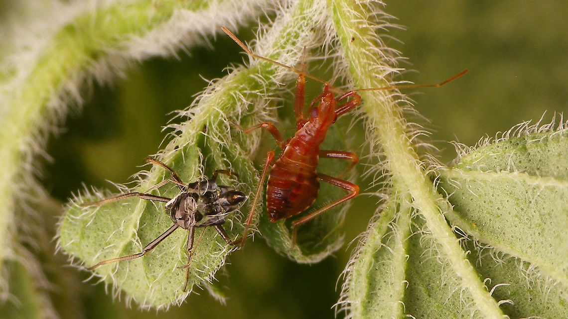 Himacerus apterus - Nymph (3rd std.), teneral Freshly moulted to 3rd stadium Cimicoidea,Cimicomorpha,Himacerus,Himacerus apterus,Jane's garden,Nabidae,Nabinae,Nymph,Teneral,Tree damsel bug,nl: Boomsikkelwants