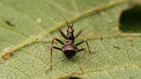 Himacerus apterus - Nymph (3rd std.) Early in 3rd stadium Cimicoidea,Cimicomorpha,Himacerus,Himacerus apterus,Jane's garden,Nabidae,Nabinae,Nymph,Tree damsel bug,nl: Boomsikkelwants