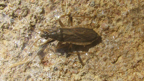 Himacerus major Horrible old image, but species still missing on JD ... Cimicoidea,Cimicomorpha,France,Geotagged,Grey Damsel Bugm,Himacerus,Himacerus major,Nabidae,Nabinae,nl: Grijze sikkelwants