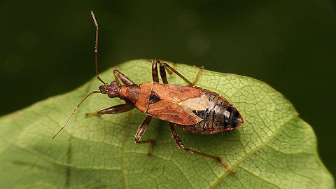 Himacerus mirmicoides - Female  Cimicoidea,Cimicomorpha,Geotagged,Himacerus,Himacerus mirmicoides,Nabidae,Nabinae,Netherlands,nl: Miersikkelwants