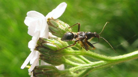 Himacerus mirmicoides - Nymph Older image (2011). With the wing length of adults being variable in this species, it is hard to recognize the stadium of nymphs by the length of the wing cases. That said, I'm pretty confident this one is a last (5th) stadium nymph of what will become a brachypterous imago.
Compare here with what I take to be a macropterous version:
https://www.jungledragon.com/image/119856/himacerus_mirmicoides_-_nymph.html
It is having lunch, but I haven't got the faintest what it is sucking on ...  Ant Damselbug,Cimicoidea,Cimicomorpha,Geotagged,Himacerus,Himacerus mirmicoides,Nabidae,Nabinae,Netherlands,Nymph,nl: Miersikkelwants