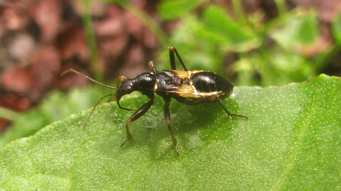 Himacerus mirmicoides - Nymph Old photo (2009). IMHO this should be the last (5th) stadium nymph of what will become a macropterous imago. Compare here with what I take to be a 5th std. of brachypterous individual:<br />
<figure class="photo"><a href="https://www.jungledragon.com/image/119855/himacerus_mirmicoides_-_nymph.html" title="Himacerus mirmicoides - Nymph"><img src="https://s3.amazonaws.com/media.jungledragon.com/images/3043/119855_thumb.jpg?AWSAccessKeyId=05GMT0V3GWVNE7GGM1R2&Expires=1759968010&Signature=e7nZ01Xc07jinnE%2FoE6%2Bs3IoVdg%3D" width="200" height="114" alt="Himacerus mirmicoides - Nymph Older image (2011). With the wing length of adults being variable in this species, it is hard to recognize the stadium of nymphs by the length of the wing cases. That said, I&#039;m pretty confident this one is a last (5th) stadium nymph of what will become a brachypterous imago.<br />
Compare here with what I take to be a macropterous version:<br />
https://www.jungledragon.com/image/119856/himacerus_mirmicoides_-_nymph.html<br />
It is having lunch, but I haven&#039;t got the faintest what it is sucking on ...  Ant Damselbug,Cimicoidea,Cimicomorpha,Geotagged,Himacerus,Himacerus mirmicoides,Nabidae,Nabinae,Netherlands,Nymph,nl: Miersikkelwants" /></a></figure><br />
  Ant Damselbug,Cimicoidea,Cimicomorpha,Geotagged,Himacerus,Himacerus mirmicoides,Nabidae,Nabinae,Netherlands,Nymph,nl: Miersikkelwants