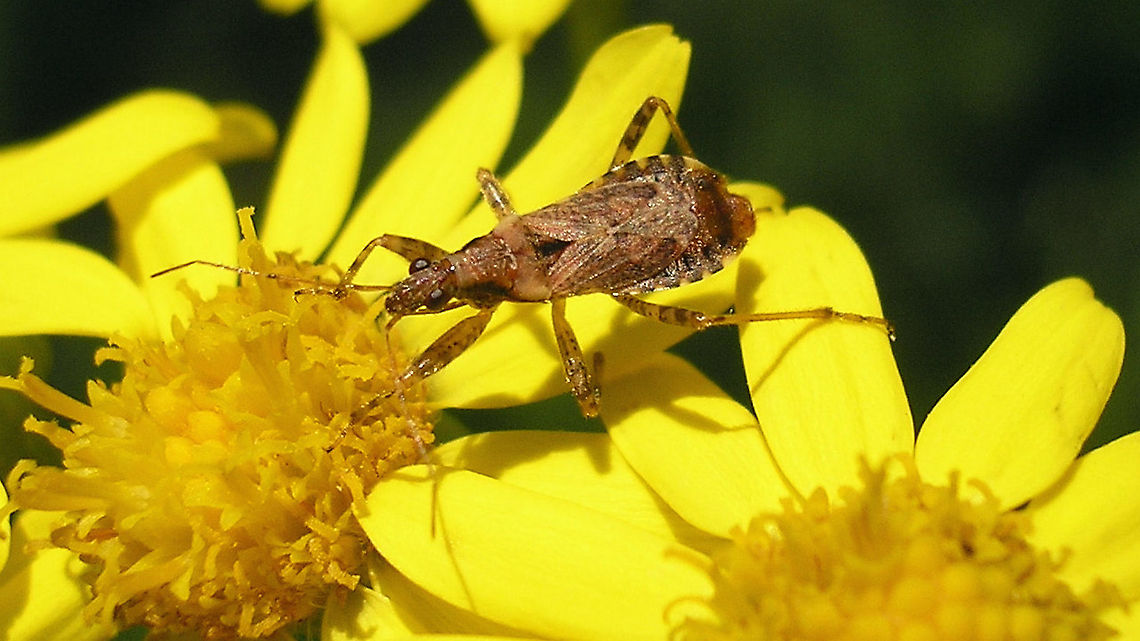 Himacerus mirmicoides - Male Old image (2008) of a male Himacerus mirmicoides hunting on Jacobaea vulgaris Ant Damselbug,Cimicoidea,Cimicomorpha,Geotagged,Himacerus,Himacerus mirmicoides,Jacobaea vulgaris,Nabidae,Nabinae,Netherlands,nl: Jakobskruiskruid,nl: Miersikkelwants