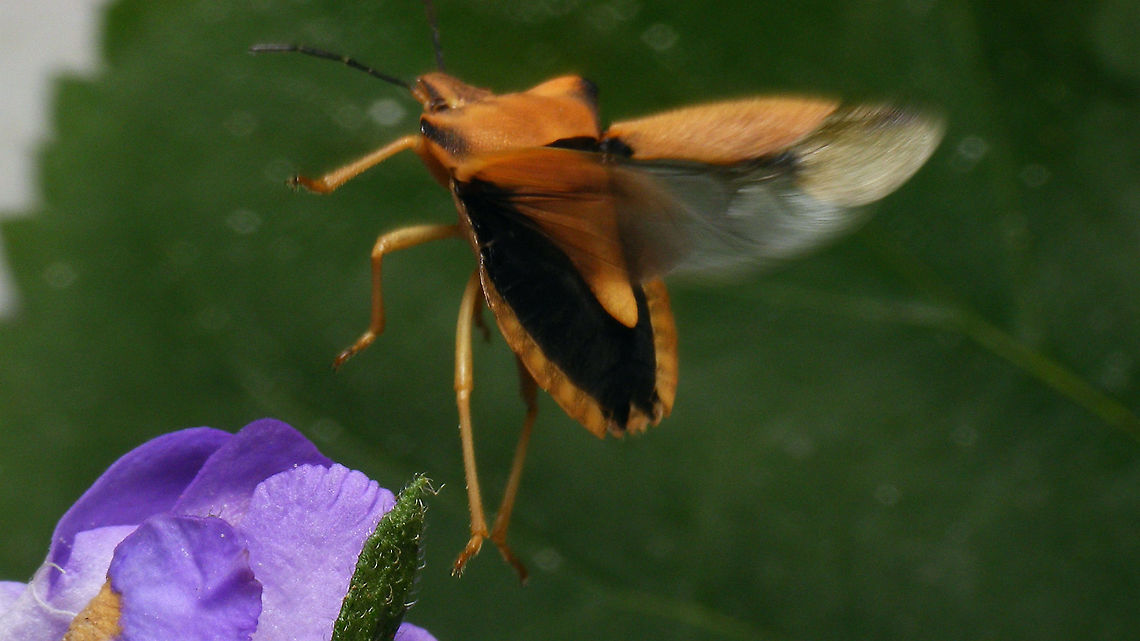 Carpocoris fuscispinus - Taking off Moments after this picture was taken:<br />
<figure class="photo"><a href="https://www.jungledragon.com/image/119870/carpocoris_fuscispinus_-_drenthe.html" title="Carpocoris fuscispinus - Drenthe"><img src="https://s3.amazonaws.com/media.jungledragon.com/images/3043/119870_thumb.jpg?AWSAccessKeyId=05GMT0V3GWVNE7GGM1R2&Expires=1759968010&Signature=ii1aHKFlMJsvtfS8f1mMPPS2pVU%3D" width="200" height="114" alt="Carpocoris fuscispinus - Drenthe A rare species in the Netherlands, even more so up here in the north of the country.<br />
And yes, they can fly ;o)<br />
https://www.jungledragon.com/image/119869/carpocoris_fuscispinus_-_taking_off.html Carpocorini,Carpocoris,Carpocoris fuscispinus,Heteroptera,Netherlands,Pentatomidae,nl: Beemdkroonschildwants" /></a></figure> Carpocorini,Carpocoris,Carpocoris fuscispinus,Heteroptera,Netherlands,Pentatomidae,nl: Beemdkroonschildwants