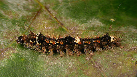 Eilema sororcula - Caterpillar  Arctiinae,Caterpillar,Eilema,Eilema sororcula,Erebidae,Jane's garden,Lepidoptera,Lithosiina,Lithosiini,Moth,Netherlands,Noctuoidea,Orange footman,Wittia sororcula,nl: Geel beertje