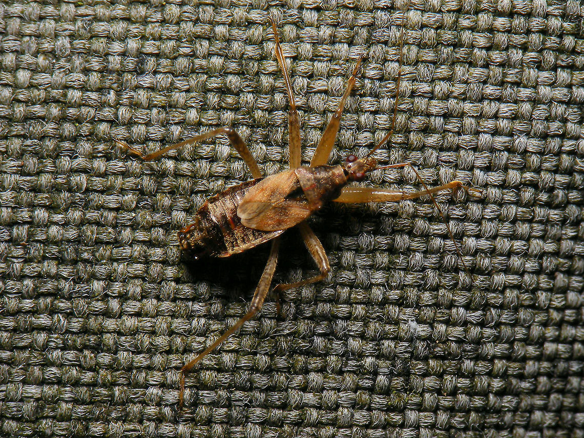Himacerus apterus - Male  Cimicoidea,Cimicomorpha,Himacerus,Himacerus apterus,Jane's garden,Nabidae,Nabinae,Tree damsel bug,nl: Boomsikkelwants