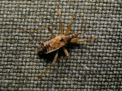 Himacerus apterus - Male  Cimicoidea,Cimicomorpha,Himacerus,Himacerus apterus,Jane's garden,Nabidae,Nabinae,Tree damsel bug,nl: Boomsikkelwants