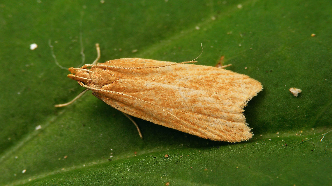 Helcystogramma rufescens Lateral:<br />
<figure class="photo"><a href="https://www.jungledragon.com/image/119961/helcystogramma_rufescens_-_side_view.html" title="Helcystogramma rufescens - Side view"><img src="https://s3.amazonaws.com/media.jungledragon.com/images/3043/119961_thumb.jpg?AWSAccessKeyId=05GMT0V3GWVNE7GGM1R2&Expires=1759968010&Signature=9FYNTNaz296wXsdrzjH8Ywopi8w%3D" width="200" height="114" alt="Helcystogramma rufescens - Side view Dorsal:<br />
https://www.jungledragon.com/image/119957/helcystogramma_rufescens.html Dichomeridinae,Gelechiidae,Gelechioidea,Helcystogramma,Helcystogramma rufescens,Jane&#039;s garden,Lepidoptera,Moth,Netherlands,Orange Crest,nl: Rietpalpmot" /></a></figure> Dichomeridinae,Gelechiidae,Gelechioidea,Helcystogramma,Helcystogramma rufescens,Jane's garden,Lepidoptera,Moth,Netherlands,nl: Rietpalpmot