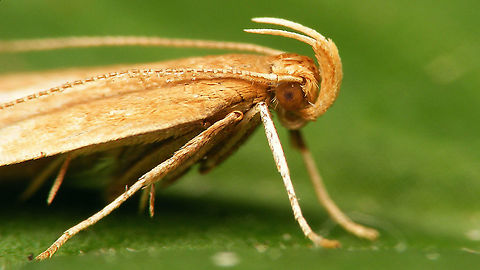 Helcystogramma rufescens - Side view Dorsal:
https://www.jungledragon.com/image/119957/helcystogramma_rufescens.html Dichomeridinae,Gelechiidae,Gelechioidea,Helcystogramma,Helcystogramma rufescens,Jane's garden,Lepidoptera,Moth,Netherlands,Orange Crest,nl: Rietpalpmot