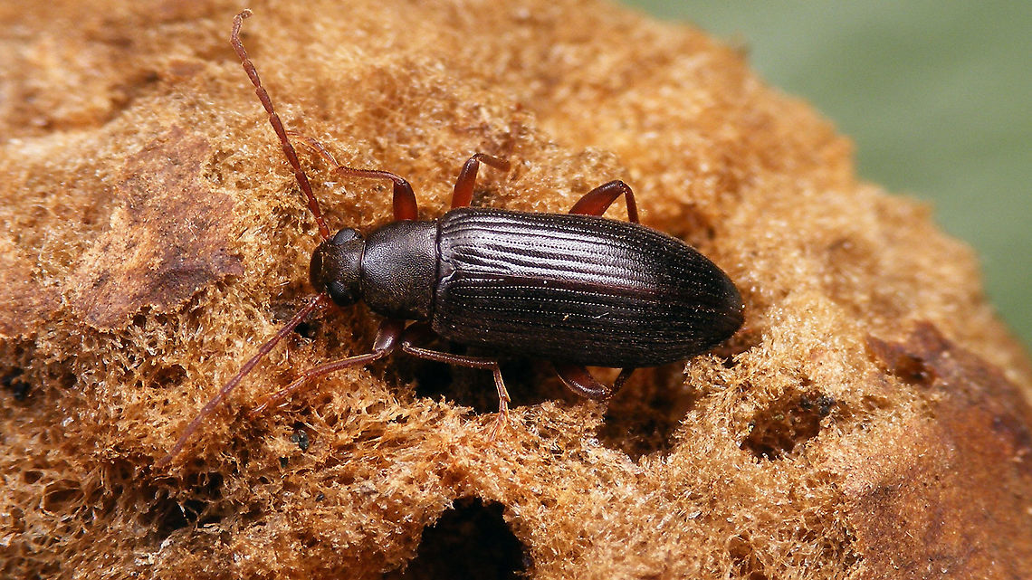 Allecula morio (Fabricius, 1787)  Allecula,Allecula morio,Alleculinae,Cucujiformia,Jane's garden,Tenebrionidae,Tenebrionoidea