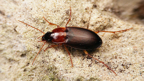 Calathus melanocephalus https://www.jungledragon.com/image/119964/calathus_melanocephalus_-_mugshot.html Calathina,Calathus,Calathus melanocephalus,Carabidae,Caraboidea,Jane's garden,Neocalathus,Platyninae,Sphodrini