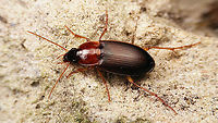 Calathus melanocephalus https://www.jungledragon.com/image/119964/calathus_melanocephalus_-_mugshot.html Calathina,Calathus,Calathus melanocephalus,Carabidae,Caraboidea,Jane's garden,Neocalathus,Platyninae,Sphodrini