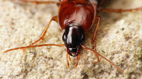 Calathus melanocephalus - Mugshot https://www.jungledragon.com/image/119963/calathus_melanocephalus.html Calathina,Calathus,Calathus melanocephalus,Carabidae,Caraboidea,Jane's garden,Neocalathus,Platyninae,Sphodrini