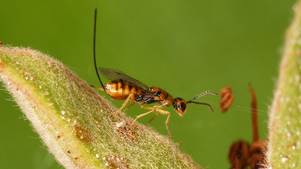 Megastigmus aculeatus - Darker Not at all as abundant as last year - we only saw a few in early season (june-ish) and today two more, but on a different rose bush than the others. Uploading these as one was clearly darker and hence a bit more like M. rosae.<br />
Here is today's paler one:<br />
<figure class="photo"><a href="https://www.jungledragon.com/image/119998/megastigmus_aculeatus.html" title="Megastigmus aculeatus"><img src="https://s3.amazonaws.com/media.jungledragon.com/images/3043/119998_thumb.jpg?AWSAccessKeyId=05GMT0V3GWVNE7GGM1R2&Expires=1770854410&Signature=YxPMt9P21NWRvYiTa0H6hJRVeh0%3D" width="200" height="114" alt="Megastigmus aculeatus Not at all as abundant as last year - we only saw a few in early season (june-ish) and today two more, but on a different rose bush than the others. Uploading these as one was clearly darker and hence a bit more like M. rosae.<br />
Here is today's darker one:<br />
https://www.jungledragon.com/image/119997/megastigmus_aculeatus_-_darker.html<br />
  Chalcid wasp,Chalcidoidea,Jane's garden,Megastigmidae,Megastigmus,Megastigmus aculeatus,Rosa rugosa,Torymidae,nl: Rimpelroos,nl: Rozenzaadwesp" /></a></figure><br />
  Chalcid wasp,Chalcidoidea,Jane's garden,Megastigmidae,Megastigmus,Megastigmus aculeatus,Rosa rugosa,Torymidae,nl: Rimpelroos,nl: Rozenzaadwesp
