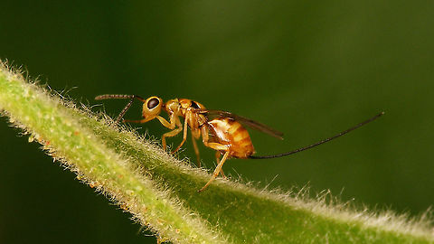 Megastigmus aculeatus Not at all as abundant as last year - we only saw a few in early season (june-ish) and today two more, but on a different rose bush than the others. Uploading these as one was clearly darker and hence a bit more like M. rosae.
Here is today's darker one:
https://www.jungledragon.com/image/119997/megastigmus_aculeatus_-_darker.html
  Chalcid wasp,Chalcidoidea,Jane's garden,Megastigmidae,Megastigmus,Megastigmus aculeatus,Rosa rugosa,Torymidae,nl: Rimpelroos,nl: Rozenzaadwesp