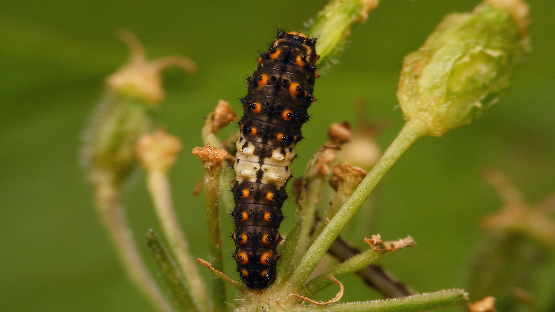 Papilio machaon - Young caterpillar The other day Jeanette spotted a Papilio machaon in the garden - I never saw it, but today two of these little caterpillars were crawling about on Hogweed near where she had spotted the beauty :o)<br />
<figure class="photo"><a href="https://www.jungledragon.com/image/120008/papilio_machaon_-_young_caterpillar_lateroventral.html" title="Papilio machaon - Young caterpillar, lateroventral"><img src="https://s3.amazonaws.com/media.jungledragon.com/images/3043/120008_thumb.jpg?AWSAccessKeyId=05GMT0V3GWVNE7GGM1R2&Expires=1767225610&Signature=CQBwRuIPugJ96HqBNp3fLvJ9RV8%3D" width="200" height="114" alt="Papilio machaon - Young caterpillar, lateroventral The other day Jeanette spotted a Papilio machaon in the garden - I never saw it, but today two of these little caterpillars were crawling about on Hogweed near where she had spotted the beauty :o)<br />
https://www.jungledragon.com/image/120007/papilio_machaon_-_young_caterpillar.html Caterpillar,Jane&#039;s garden,Old World swallowtail,Papilio,Papilio machaon,Papilionidae,Papilionini,Papilionoidea,nl: Koninginnenpage" /></a></figure> Caterpillar,Jane's garden,Old World swallowtail,Papilio,Papilio machaon,Papilionidae,Papilionini,Papilionoidea,nl: Koninginnenpage