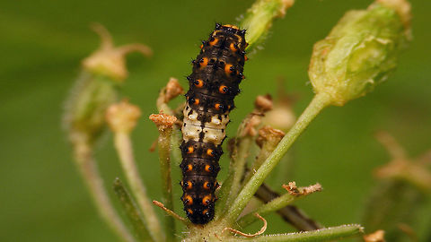 Papilio machaon - Young caterpillar The other day Jeanette spotted a Papilio machaon in the garden - I never saw it, but today two of these little caterpillars were crawling about on Hogweed near where she had spotted the beauty :o)
https://www.jungledragon.com/image/120008/papilio_machaon_-_young_caterpillar_lateroventral.html Caterpillar,Jane's garden,Old World swallowtail,Papilio,Papilio machaon,Papilionidae,Papilionini,Papilionoidea,nl: Koninginnenpage