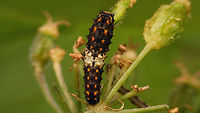 Papilio machaon - Young caterpillar The other day Jeanette spotted a Papilio machaon in the garden - I never saw it, but today two of these little caterpillars were crawling about on Hogweed near where she had spotted the beauty :o)<br />
https://www.jungledragon.com/image/120008/papilio_machaon_-_young_caterpillar_lateroventral.html Caterpillar,Jane's garden,Old World swallowtail,Papilio,Papilio machaon,Papilionidae,Papilionini,Papilionoidea,nl: Koninginnenpage