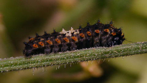 Papilio machaon - Young caterpillar, lateroventral The other day Jeanette spotted a Papilio machaon in the garden - I never saw it, but today two of these little caterpillars were crawling about on Hogweed near where she had spotted the beauty :o)
https://www.jungledragon.com/image/120007/papilio_machaon_-_young_caterpillar.html Caterpillar,Jane's garden,Old World swallowtail,Papilio,Papilio machaon,Papilionidae,Papilionini,Papilionoidea,nl: Koninginnenpage