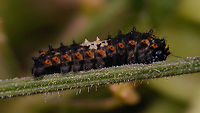 Papilio machaon - Young caterpillar, lateroventral The other day Jeanette spotted a Papilio machaon in the garden - I never saw it, but today two of these little caterpillars were crawling about on Hogweed near where she had spotted the beauty :o)<br />
https://www.jungledragon.com/image/120007/papilio_machaon_-_young_caterpillar.html Caterpillar,Jane's garden,Old World swallowtail,Papilio,Papilio machaon,Papilionidae,Papilionini,Papilionoidea,nl: Koninginnenpage