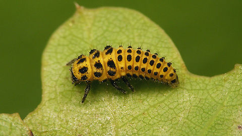 Psyllobora vigintiduopunctata - Mature larva Wow ... all pre-imaginal stages still missing for this one ... Note to self: Add more, one of these days ... 22-spot Ladybird,Coccinellidae,Coccinellinae,Jane's garden,Ladybird,Larva,Psyllobora,Psyllobora vigintiduopunctata,Twenty-two Spot Ladybird,nl: Citroenlieveheersbeestje