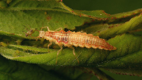 Nineta flava - Larva having lunch https://www.jungledragon.com/image/120013/nineta_flava_-_larva_close-up.html Chrysopidae,Chrysopinae,Chrysopini,Hemerobiiformia,Jane's garden,Larva,Neuroptera,Nineta,Nineta flava,nl: Gele gaasvlieg
