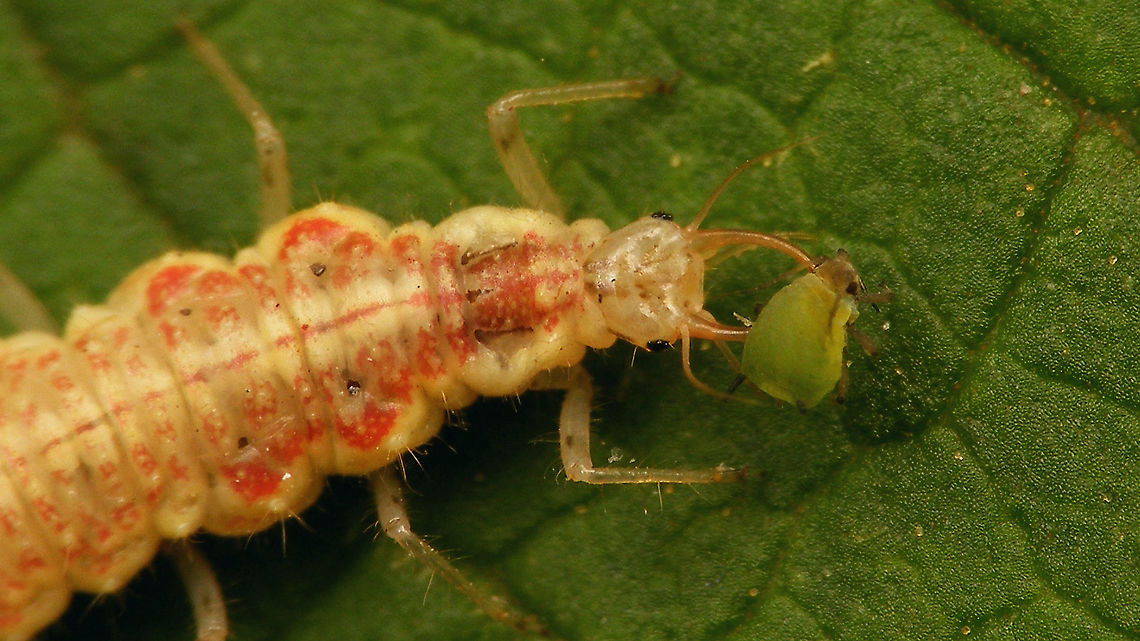 Nineta flava - Larva, close-up <figure class="photo"><a href="https://www.jungledragon.com/image/120012/nineta_flava_-_larva_having_lunch.html" title="Nineta flava - Larva having lunch"><img src="https://s3.amazonaws.com/media.jungledragon.com/images/3043/120012_thumb.jpg?AWSAccessKeyId=05GMT0V3GWVNE7GGM1R2&Expires=1767225610&Signature=hPC%2FqRibswlyonmVFyVLNbBkPmE%3D" width="200" height="114" alt="Nineta flava - Larva having lunch https://www.jungledragon.com/image/120013/nineta_flava_-_larva_close-up.html Chrysopidae,Chrysopinae,Chrysopini,Hemerobiiformia,Jane&#039;s garden,Larva,Neuroptera,Nineta,Nineta flava,nl: Gele gaasvlieg" /></a></figure> Chrysopidae,Chrysopinae,Chrysopini,Hemerobiiformia,Jane's garden,Larva,Neuroptera,Nineta,Nineta flava,nl: Gele gaasvlieg