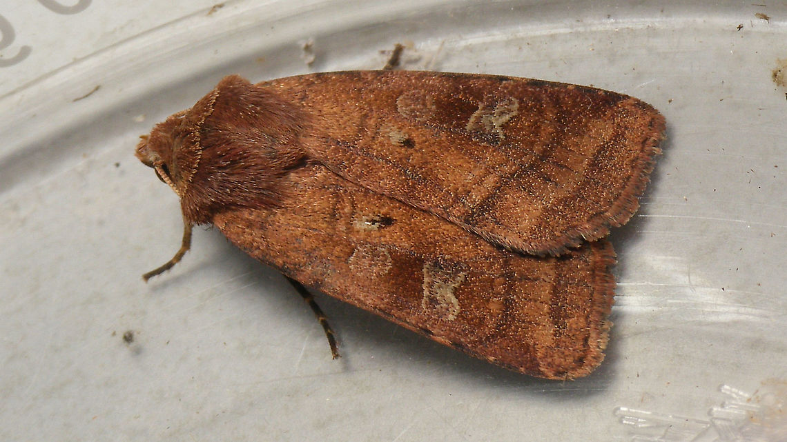 Diarsia rubi This one somehow got in and was wildly spinning around my head all the time while working ... caught it and left it overnight. Just the single shot in the container before releasing it, but species still missing, so ...   Diarsia,Diarsia rubi,Jane's garden,Noctuidae,Noctuina,Noctuinae,Noctuini,Noctuoidea,Small square-spot,nl: Gewone breedvleugeluil