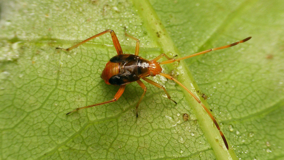 Megacoelum infusum - Nymph (5th std.) <figure class="photo"><a href="https://www.jungledragon.com/image/120064/megacoelum_infusum_-_nymph_portrait.html" title="Megacoelum infusum - Nymph, portrait"><img src="https://s3.amazonaws.com/media.jungledragon.com/images/3043/120064_thumb.jpg?AWSAccessKeyId=05GMT0V3GWVNE7GGM1R2&Expires=1769040010&Signature=woSo0vuhZ4P2zlS1lA2vHMsJNv0%3D" width="200" height="114" alt="Megacoelum infusum - Nymph, portrait https://www.jungledragon.com/image/120063/megacoelum_infusum_-_nymph_5th_std.html Cimicomorpha,Jane's garden,Megacoelum,Megacoelum infusum,Miridae,Mirinae,Mirini,Miroidea,Nymph,nl: Eikenlangpootblindwants" /></a></figure> Cimicomorpha,Jane's garden,Megacoelum,Megacoelum infusum,Miridae,Mirinae,Mirini,Miroidea,Nymph,nl: Eikenlangpootblindwants