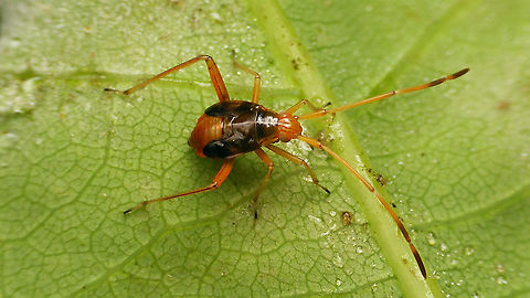 Megacoelum infusum - Nymph (5th std.) https://www.jungledragon.com/image/120064/megacoelum_infusum_-_nymph_portrait.html Cimicomorpha,Jane's garden,Megacoelum,Megacoelum infusum,Miridae,Mirinae,Mirini,Miroidea,Nymph,nl: Eikenlangpootblindwants
