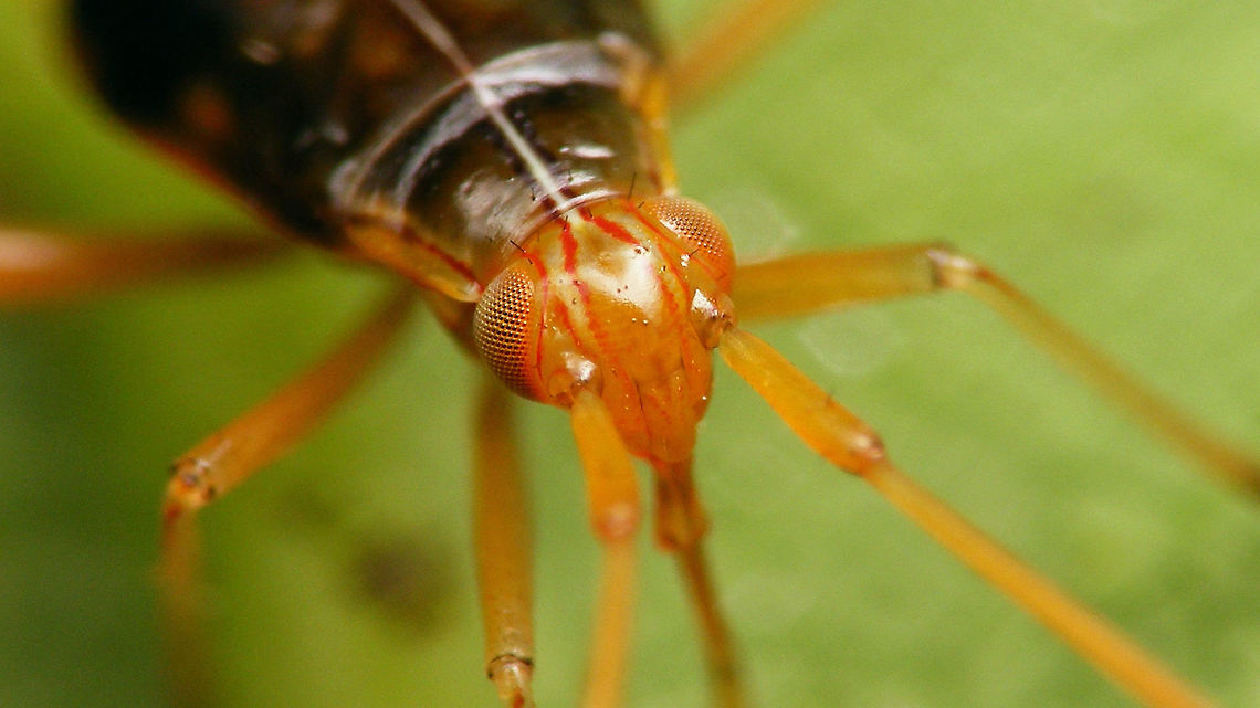 Megacoelum infusum - Nymph, portrait <figure class="photo"><a href="https://www.jungledragon.com/image/120063/megacoelum_infusum_-_nymph_5th_std.html" title="Megacoelum infusum - Nymph (5th std.)"><img src="https://s3.amazonaws.com/media.jungledragon.com/images/3043/120063_thumb.jpg?AWSAccessKeyId=05GMT0V3GWVNE7GGM1R2&Expires=1770854410&Signature=S4DRg%2F1R4rriSPoQ9w7LlIHlNM8%3D" width="200" height="114" alt="Megacoelum infusum - Nymph (5th std.) https://www.jungledragon.com/image/120064/megacoelum_infusum_-_nymph_portrait.html Cimicomorpha,Jane's garden,Megacoelum,Megacoelum infusum,Miridae,Mirinae,Mirini,Miroidea,Nymph,nl: Eikenlangpootblindwants" /></a></figure> Cimicomorpha,Jane's garden,Megacoelum,Megacoelum infusum,Miridae,Mirinae,Mirini,Miroidea,Nymph,nl: Eikenlangpootblindwants