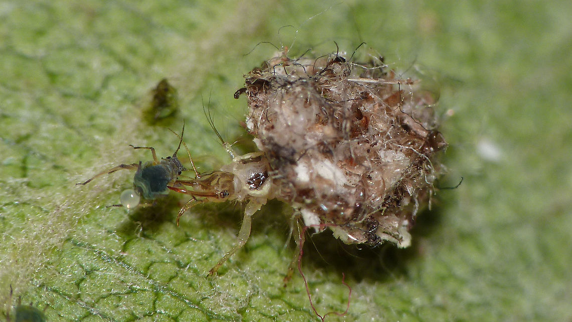 Chrysotropia ciliata - Larva having lunch Another species &quot;pulling a Vlad&quot; ;o) Chrysopidae,Chrysotropia,Chrysotropia ciliata,Geotagged,Green Lacewing,Lacewing,Larva,Netherlands,Neuroptera,nl: Franjegaasvlieg