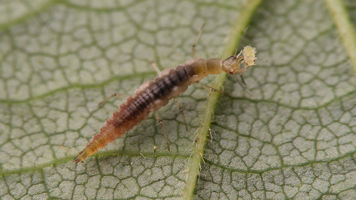 Micromus cf. variegatus larva having lunch Not 100% certain of ID, but very probably Micromus variegatus ... just being a complete Vlad about having lunch. Brown lacewing,Hemerobiidae,Larva,Micromus,Micromus variegatus,Neuroptera