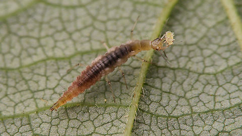 Micromus cf. variegatus larva having lunch Not 100% certain of ID, but very probably Micromus variegatus ... just being a complete Vlad about having lunch. Brown lacewing,Hemerobiidae,Larva,Micromus,Micromus variegatus,Neuroptera
