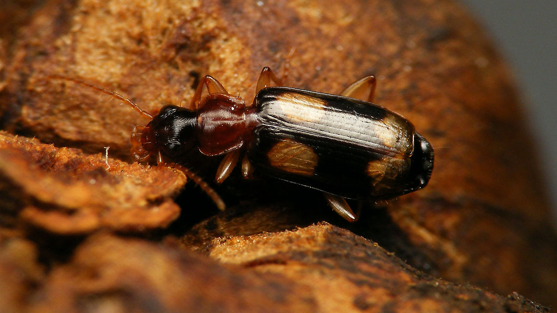 Dromius quadrimaculatus  Adephaga,Carabidae,Caraboidea,Dromiini,Dromius,Dromius quadrimaculatus,Jane's garden,Lebiinae,nl: Schorsloopkever