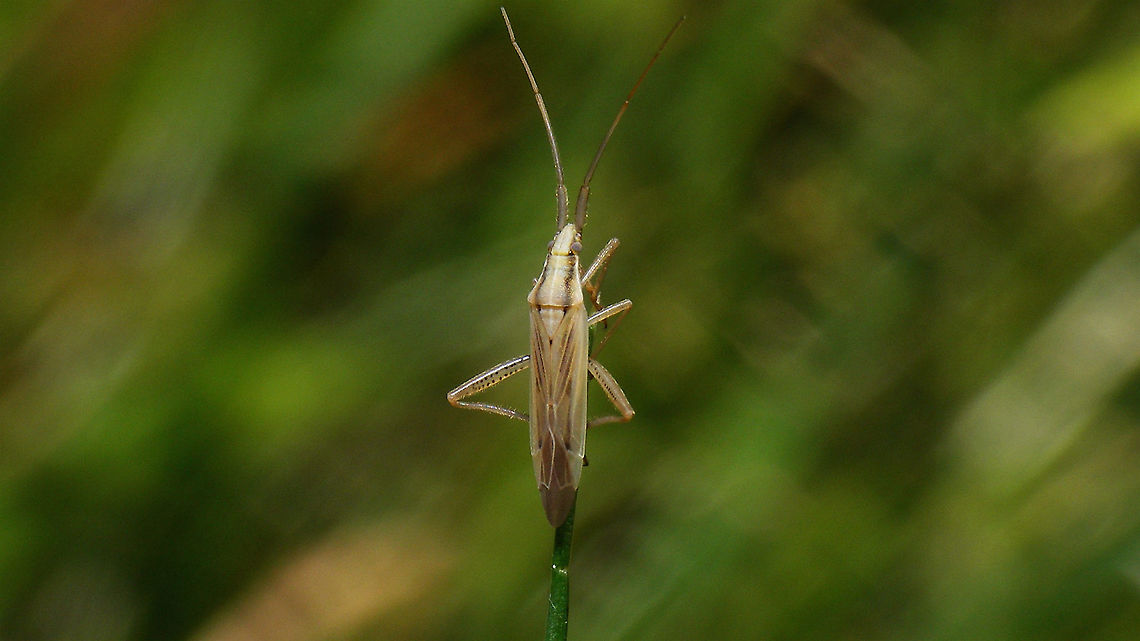 Stenodema laevigata Just a quick snapshot today of this one trying to blend in with the grass, but noticed the species was still missing here ...  Jane's garden,Miridae,Mirinae,Stenodema,Stenodema laevigata,Stenodema laevigatum,Stenodemini,nl: Gewone smallijf