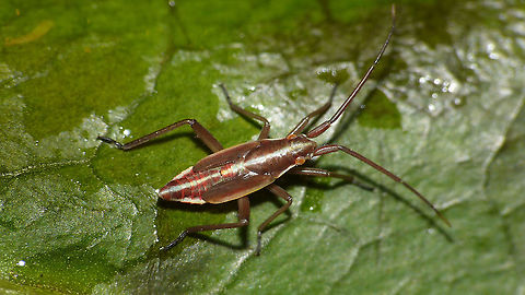 Stenodema calcarata - Nymph (5th std.) Somewhat older image (2013) Brachystira,Geotagged,Heteroptera,Miridae,Mirinae,Netherlands,Nymph,Stenodema,Stenodema calcarata,Stenodemini,nl: Tweedoornsmallijf