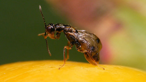 Megastigmus rosae - Male (grooming) On request, just making two images of a male M. rosae available in somewhat higher res than on waarneming.nl
NOTE: The wings on this one didn't quite come out nicely (not fully pumped op / straightened properly).
More info with this image:
https://www.jungledragon.com/image/139497/megastigmus_rosae_-_male.html Chalcid wasp,Chalcidoidea,Jane's garden,Megastigmidae,Megastigmus,Megastigmus rosae,Rosa rugosa,Torymidae,nl: Rimpelroos