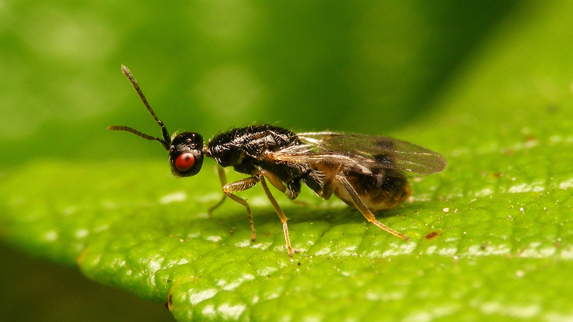 Megastigmus rosae - Male (darker) Had another chance to shoot a male of this species today. This time with wings that came out right, but also a good deal darker than yesterday&#039;s specimen. So decided to upload it for reference.<br />
Yesterday&#039;s male with bodged up wings and lighter colour here:<br />
<figure class="photo"><a href="https://www.jungledragon.com/image/139497/megastigmus_rosae_-_male.html" title="Megastigmus rosae - Male"><img src="https://s3.amazonaws.com/media.jungledragon.com/images/3043/139497_thumb.jpg?AWSAccessKeyId=05GMT0V3GWVNE7GGM1R2&Expires=1767225610&Signature=fCTXOuicIjCvhvVH%2Bha6Rix%2B8FY%3D" width="200" height="114" alt="Megastigmus rosae - Male On request, just making two images of a male M. rosae available in somewhat higher res than on waarneming.nl<br />
NOTE: The wings on this one didn&#039;t quite come out nicely (not fully pumped op / straightened properly)<br />
Image mostly goes to demonstrate darker overall colours (compared to the females) with the conspicuous yellow tip of the abdomen.<br />
The species was recently identified as &quot;new&quot; for the Netherlands, from this population in Jane&#039;s garden. Males seemed to be quite rare (mostly parthenogentic reproduction, probably), but this year Jane spotted quite a few males from a second generation that emerged over the last week. This one emerged from a rose hip that she had put in a box for other purposes, so she had it in a box. Unfortunately the wings didn&#039;t come out quite right on this one.<br />
Image of same (damaged) male, grooming:<br />
https://www.jungledragon.com/image/139498/megastigmus_rosae_-_male_grooming.html<br />
P.S. For comparison, another male with good wings and darker colour:<br />
https://www.jungledragon.com/image/139531/megastigmus_rosae_-_male_darker.html Chalcid wasp,Chalcidoidea,Jane&#039;s garden,Megastigmidae,Megastigmus,Megastigmus rosae,Rosa rugosa,Torymidae,nl: Rimpelroos" /></a></figure> <br />
<br />
Published image of same individual: <figure class="photo"><a href="https://www.jungledragon.com/image/156360/megastigmus_rosae_-_male_published.html" title="Megastigmus rosae - Male (published)"><img src="https://s3.amazonaws.com/media.jungledragon.com/images/3043/156360_thumb.jpg?AWSAccessKeyId=05GMT0V3GWVNE7GGM1R2&Expires=1767225610&Signature=qrBs8%2Bcdq3bklAZUY1%2FdTDoZ5FE%3D" width="200" height="114" alt="Megastigmus rosae - Male (published) This week the long awaited article on the Megastigmidae in Belgium and the Netherlands came out. The editors selected a slightly different image from my series of male Megastigmus rosae, so I decided to upload it here too, to provide a higher resolution of the published image as PD online.<br />
Publication:<br />
VERHEYDE, Fons; ULENBERG,Sandrine; MEIJER, Hilco; HOEKSTRA, Paul; DE KETELAERE, Augustijn; ROQUES, Alain (2023) Review of the Megastigmidae in Belgium and the Netherlands (Hymenoptera: Chalcidoidea). -- Osmia, Revue d&rsquo;Hym&eacute;nopt&eacute;rologie. Vol.11, pp.65-80. https://doi.org/10.47446/OSMIA11.10<br />
<br />
Former image of same individual: https://www.jungledragon.com/image/139531/megastigmus_rosae_-_male_darker.html Chalcid wasp,Chalcidoidea,Jane&#039;s garden,Megastigmidae,Megastigmus,Megastigmus rosae,Rosa rugosa,Torymidae,nl: Rimpelroos" /></a></figure> Chalcid wasp,Chalcidoidea,Jane's garden,Megastigmidae,Megastigmus,Megastigmus rosae,Rosa rugosa,Torymidae,nl: Rimpelroos