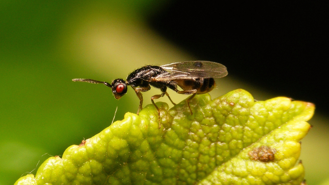 Megastigmus rosae - Male (published) This week the long awaited article on the Megastigmidae in Belgium and the Netherlands came out. The editors selected a slightly different image from my series of male Megastigmus rosae, so I decided to upload it here too, to provide a higher resolution of the published image as PD online.<br />
Publication:<br />
VERHEYDE, Fons; ULENBERG,Sandrine; MEIJER, Hilco; HOEKSTRA, Paul; DE KETELAERE, Augustijn; ROQUES, Alain (2023) Review of the Megastigmidae in Belgium and the Netherlands (Hymenoptera: Chalcidoidea). -- Osmia, Revue d&rsquo;Hym&eacute;nopt&eacute;rologie. Vol.11, pp.65-80. <a href="https://doi.org/10.47446/OSMIA11.10" rel="nofollow">https://doi.org/10.47446/OSMIA11.10</a><br />
<br />
Former image of same individual: <figure class="photo"><a href="https://www.jungledragon.com/image/139531/megastigmus_rosae_-_male_darker.html" title="Megastigmus rosae - Male (darker)"><img src="https://s3.amazonaws.com/media.jungledragon.com/images/3043/139531_thumb.jpg?AWSAccessKeyId=05GMT0V3GWVNE7GGM1R2&Expires=1767225610&Signature=i8WXctX9MvR9lcAa6bfCslhUA3g%3D" width="200" height="114" alt="Megastigmus rosae - Male (darker) Had another chance to shoot a male of this species today. This time with wings that came out right, but also a good deal darker than yesterday&#039;s specimen. So decided to upload it for reference.<br />
Yesterday&#039;s male with bodged up wings and lighter colour here:<br />
https://www.jungledragon.com/image/139497/megastigmus_rosae_-_male.html <br />
<br />
Published image of same individual: https://www.jungledragon.com/image/156360/megastigmus_rosae_-_male_published.html Chalcid wasp,Chalcidoidea,Jane&#039;s garden,Megastigmidae,Megastigmus,Megastigmus rosae,Rosa rugosa,Torymidae,nl: Rimpelroos" /></a></figure> Chalcid wasp,Chalcidoidea,Jane's garden,Megastigmidae,Megastigmus,Megastigmus rosae,Rosa rugosa,Torymidae,nl: Rimpelroos