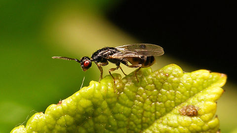 Megastigmus rosae - Male (published) This week the long awaited article on the Megastigmidae in Belgium and the Netherlands came out. The editors selected a slightly different image from my series of male Megastigmus rosae, so I decided to upload it here too, to provide a higher resolution of the published image as PD online.
Publication:
VERHEYDE, Fons; ULENBERG,Sandrine; MEIJER, Hilco; HOEKSTRA, Paul; DE KETELAERE, Augustijn; ROQUES, Alain (2023) Review of the Megastigmidae in Belgium and the Netherlands (Hymenoptera: Chalcidoidea). -- Osmia, Revue d&rsquo;Hym&eacute;nopt&eacute;rologie. Vol.11, pp.65-80. https://doi.org/10.47446/OSMIA11.10

Former image of same individual: https://www.jungledragon.com/image/139531/megastigmus_rosae_-_male_darker.html Chalcid wasp,Chalcidoidea,Jane's garden,Megastigmidae,Megastigmus,Megastigmus rosae,Rosa rugosa,Torymidae,nl: Rimpelroos